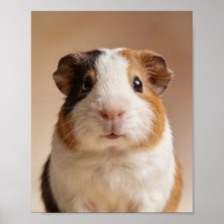 Baby Guinea Pig Portrait – Cute Nursery Animal Wal Poster