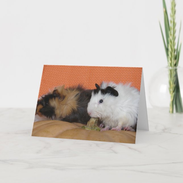 Baby Guinea Pigs on Pumpkin Card (Front)