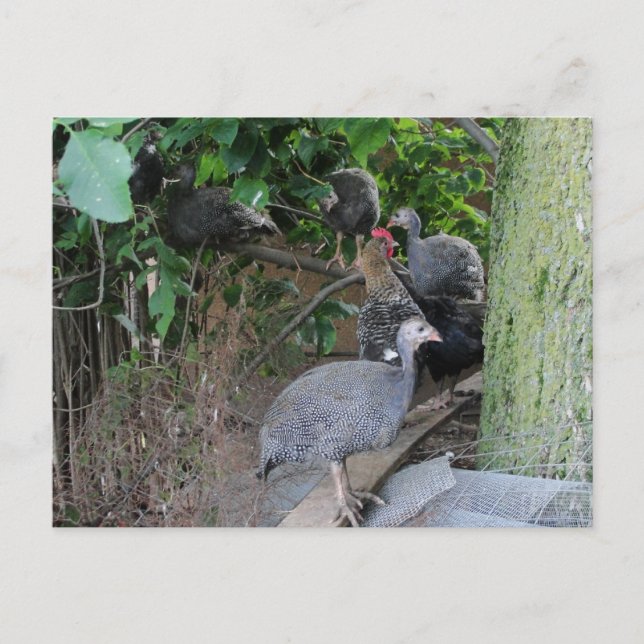 baby guineas keets sitting in tree postcard (Front)