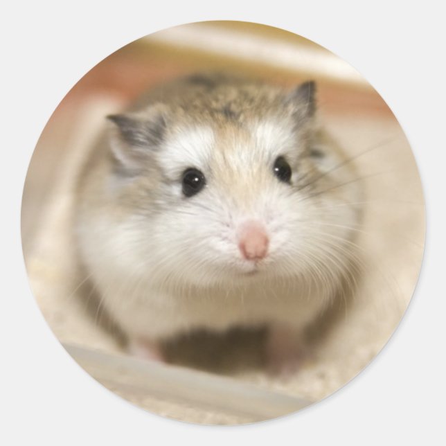 Baby Hamster Stare Classic Round Sticker (Front)