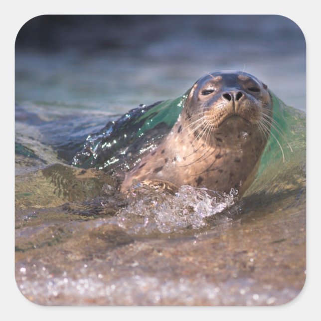 Baby Harbour Seal (Front)