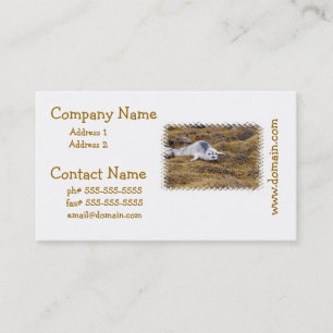 Baby Harbour Seal Business Cards
