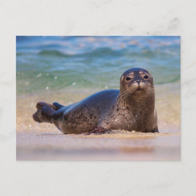 Baby Harbour Seal in Water Postcard (Front)