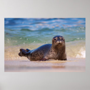Baby Harbour Seal in Water Poster