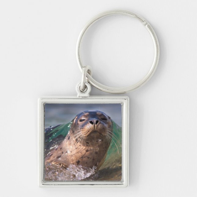Baby Harbour Seal Key Ring (Front)
