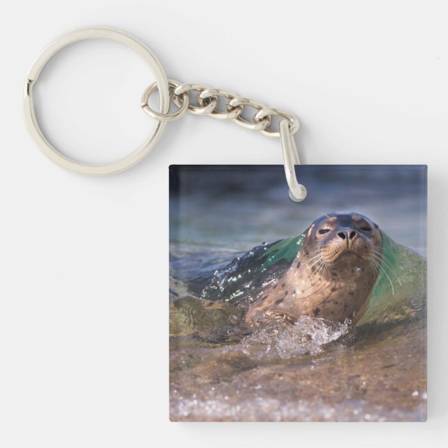 Baby Harbour Seal Key Ring (Front)