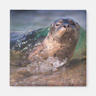 Baby Harbour Seal Magnet