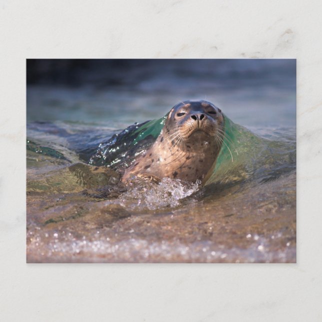 Baby Harbour Seal Postcard (Front)
