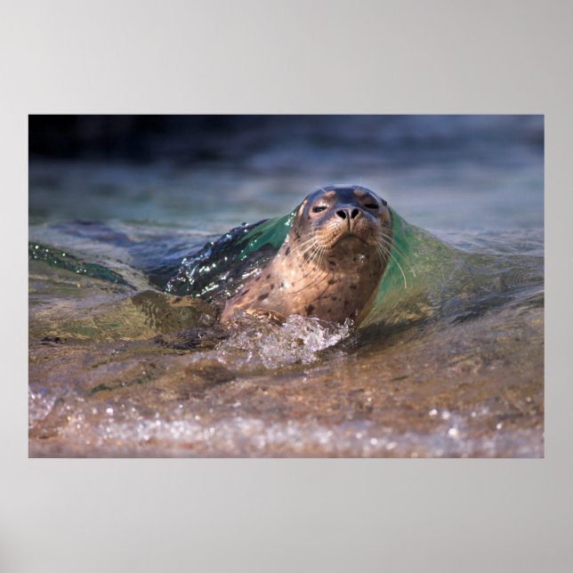 Baby Harbour Seal Poster (Front)