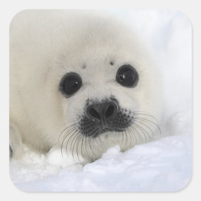Baby Harp Seal (Front)