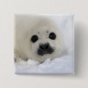 Baby Harp Seal 15 Cm Square Badge