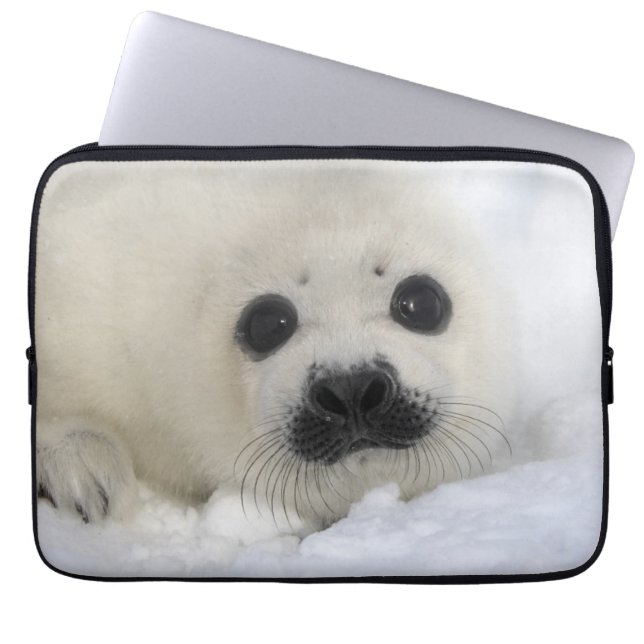 Baby Harp Seal Laptop Sleeve (Front)