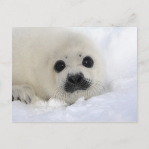 Baby Harp Seal Postcard