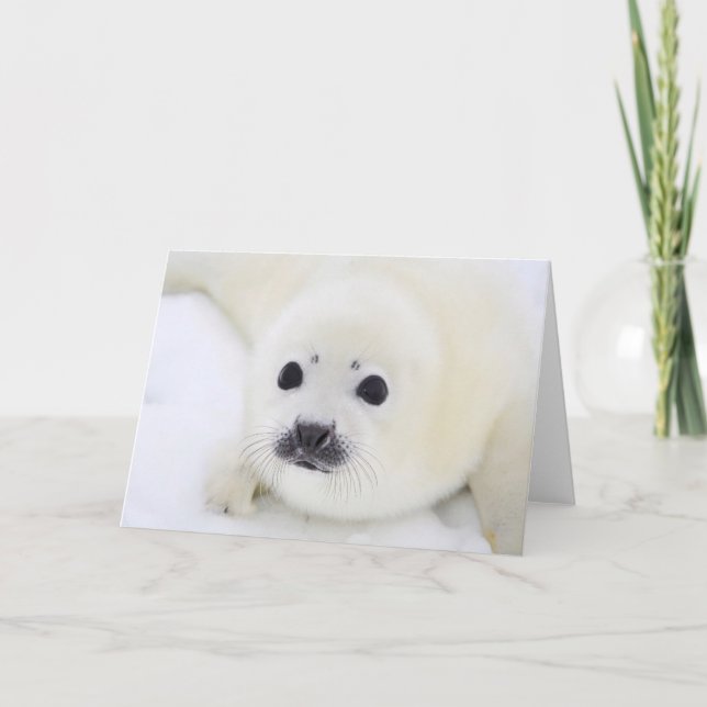 Baby harp seal pup on ice of the White Sea Card (Front)