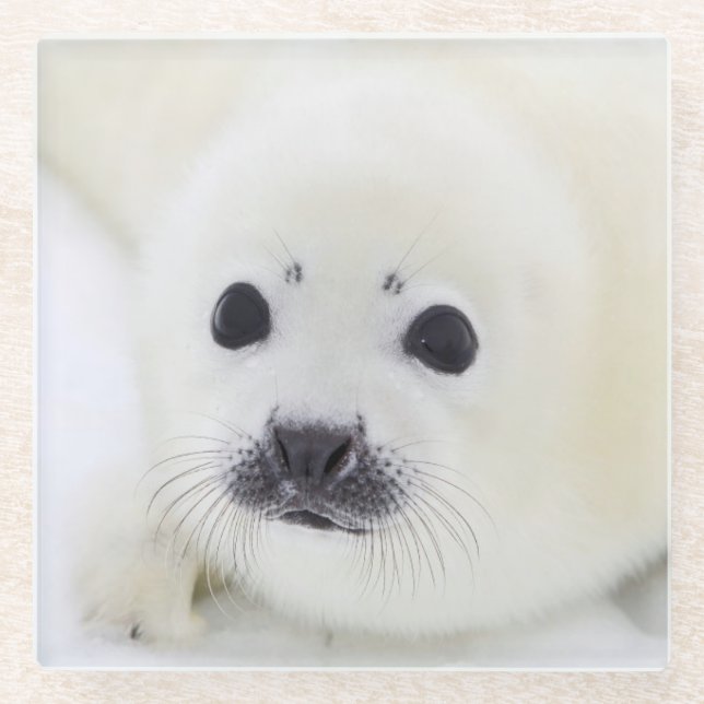 Baby harp seal pup on ice of the White Sea Glass Coaster (Front)