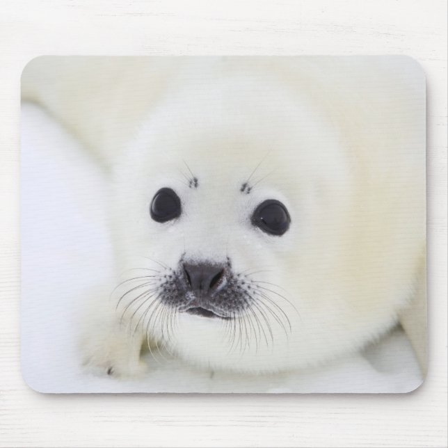Baby harp seal pup on ice of the White Sea Mouse Pad (Front)