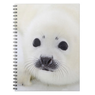 Baby harp seal pup on ice of the White Sea Notebook