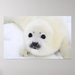 Baby harp seal pup on ice of the White Sea Poster