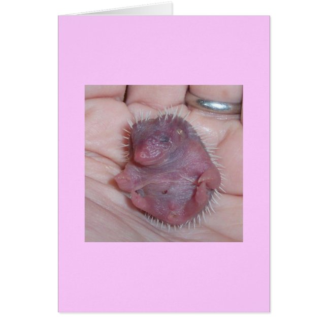 baby hedgehog cards (Front)