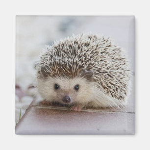 Baby hedgehog   magnet