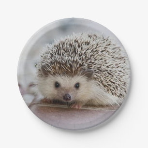 Baby hedgehog paper plate