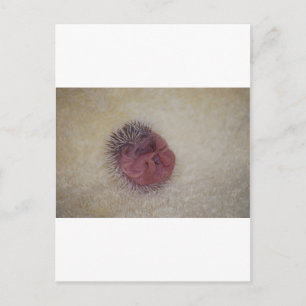 Baby Hedgehog Postcard