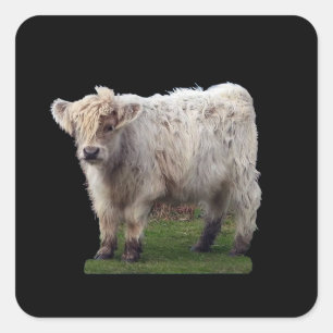 Baby Highland "Moo" Cow  Square Sticker