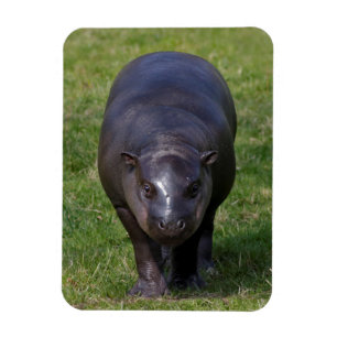 Baby Hippo Flexible Magnet