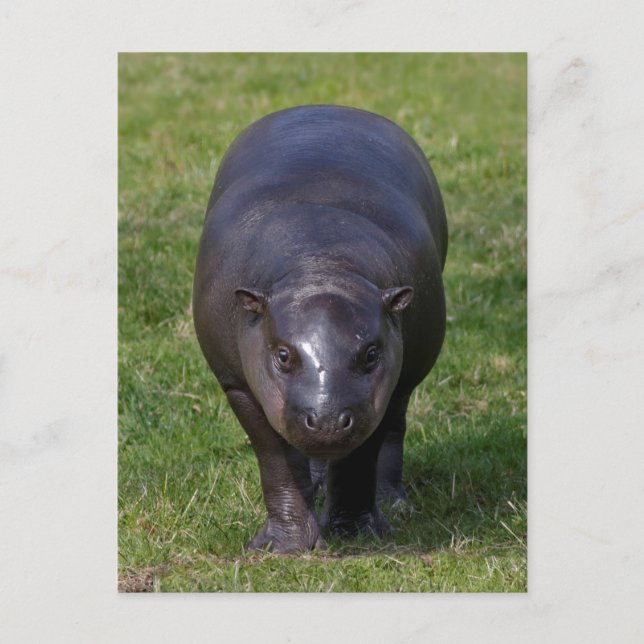 Baby Hippo Postcard (Front)
