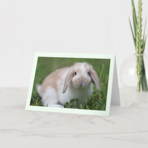 Baby Holland Lop Rabbit Card