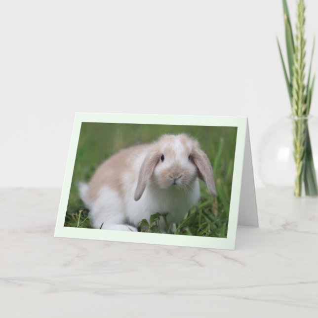 Baby Holland Lop Rabbit Card (Front)