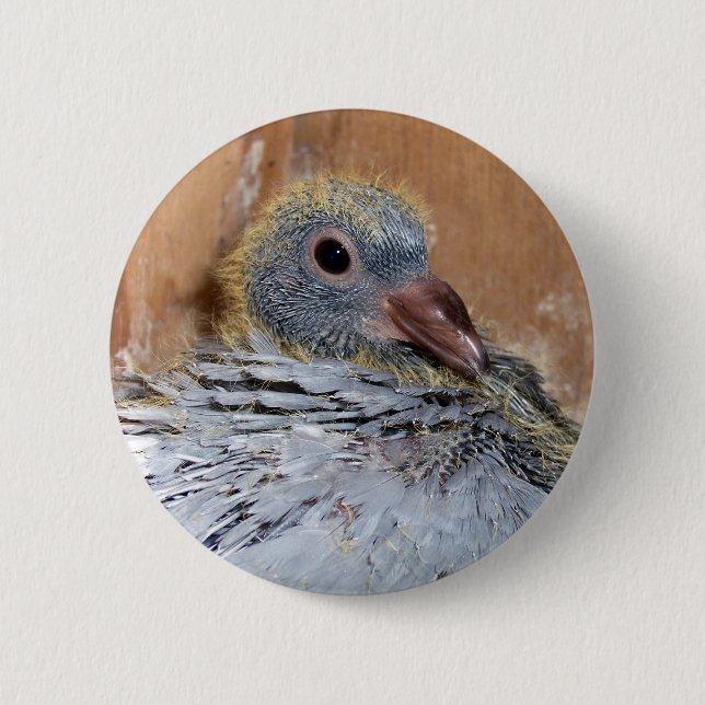 Baby Homing Pigeon Button (Front)