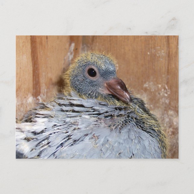 Baby Homing Pigeon Postcard (Front)