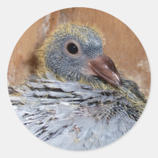 Baby Homing Pigeon Stickers