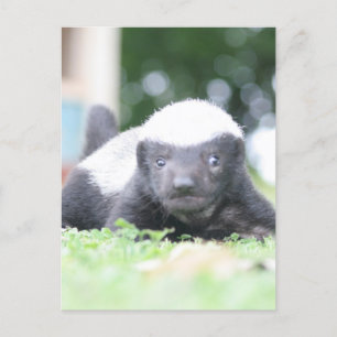 Baby honey badger holiday postcard