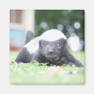 Baby honey badger on green grass photograph magnet