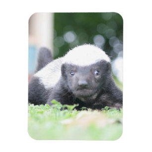 Baby honey badger on green grass photograph magnet