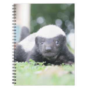 Baby honey badger on green grass photograph notebook