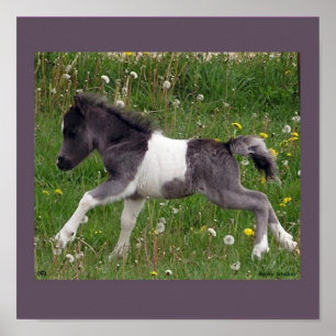 Baby Horse Poster