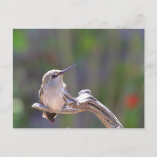 Baby Hummingbird Postcard