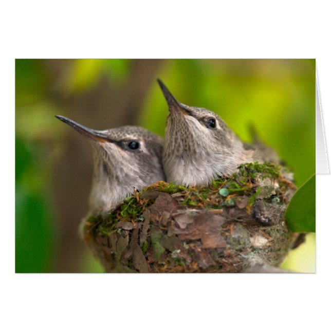 Baby hummingbirds (Front Horizontal)