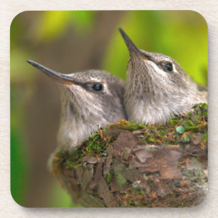 Baby hummingbirds coaster
