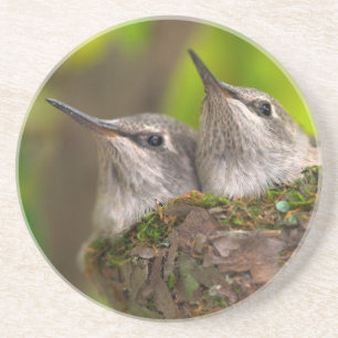 Baby hummingbirds coaster