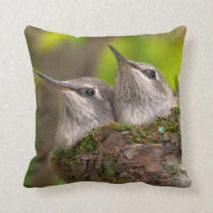 Baby hummingbirds cushion