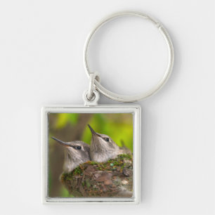 Baby hummingbirds key ring
