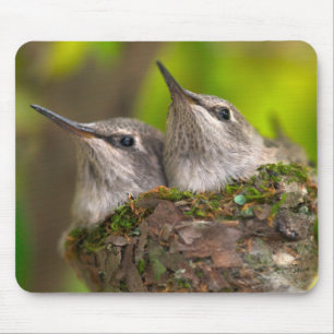 Baby hummingbirds mouse pad