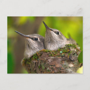 Baby hummingbirds postcard