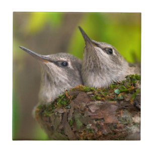 Baby hummingbirds tile