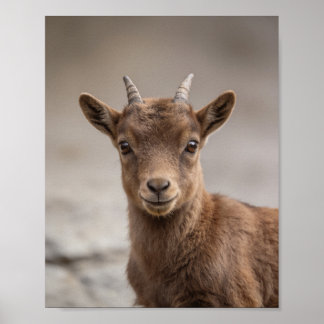 Baby Ibex Portrait – Cute Nursery Animal Wall Art