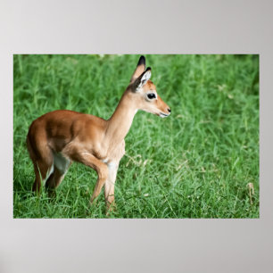 Baby impala in green grass poster